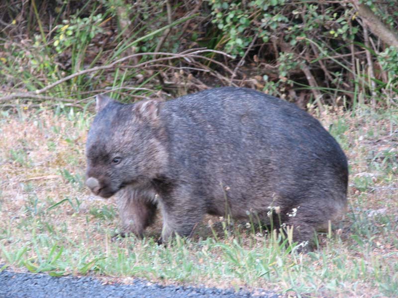 Wombat